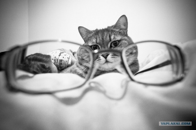 Начинаем котовторник!
