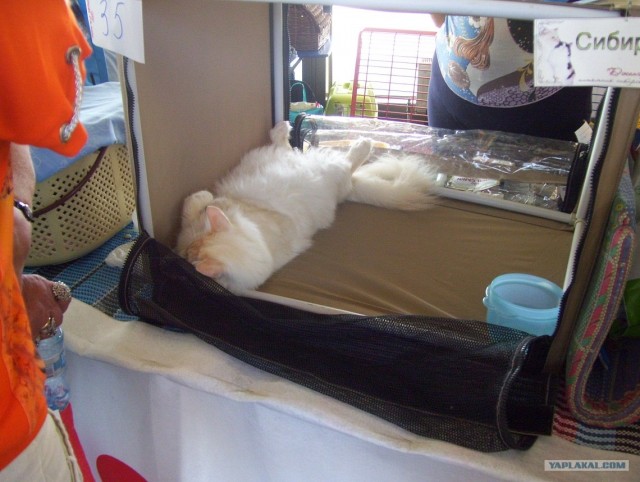 Сонный Котовторник