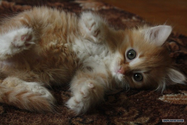Котовторник! 11.10.11