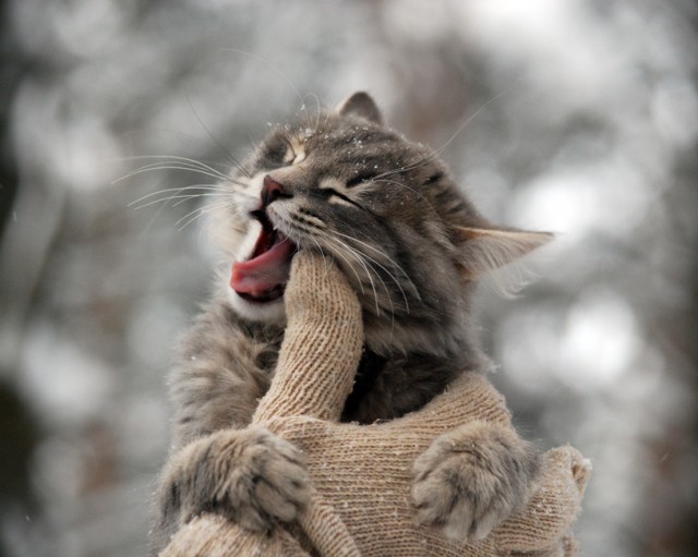 Котовторник (31.01.2012)
