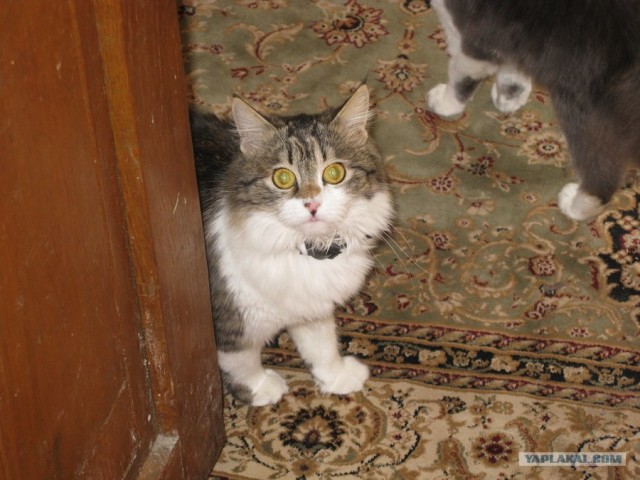 Котовторник (07.02.2012)