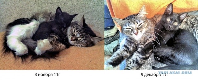 Котовторник (21.02.2012)