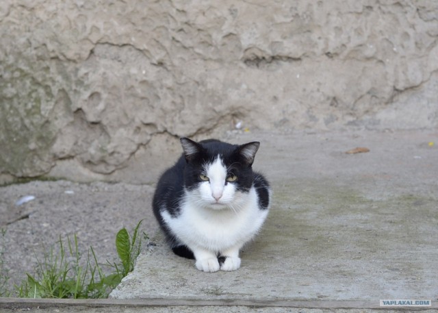 Котовторник  28.08.12