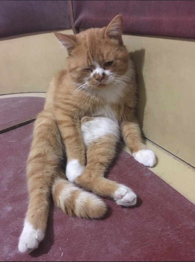 Забавные фото котеек