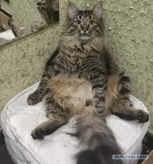 Моя котэ, фотосет ради усов.