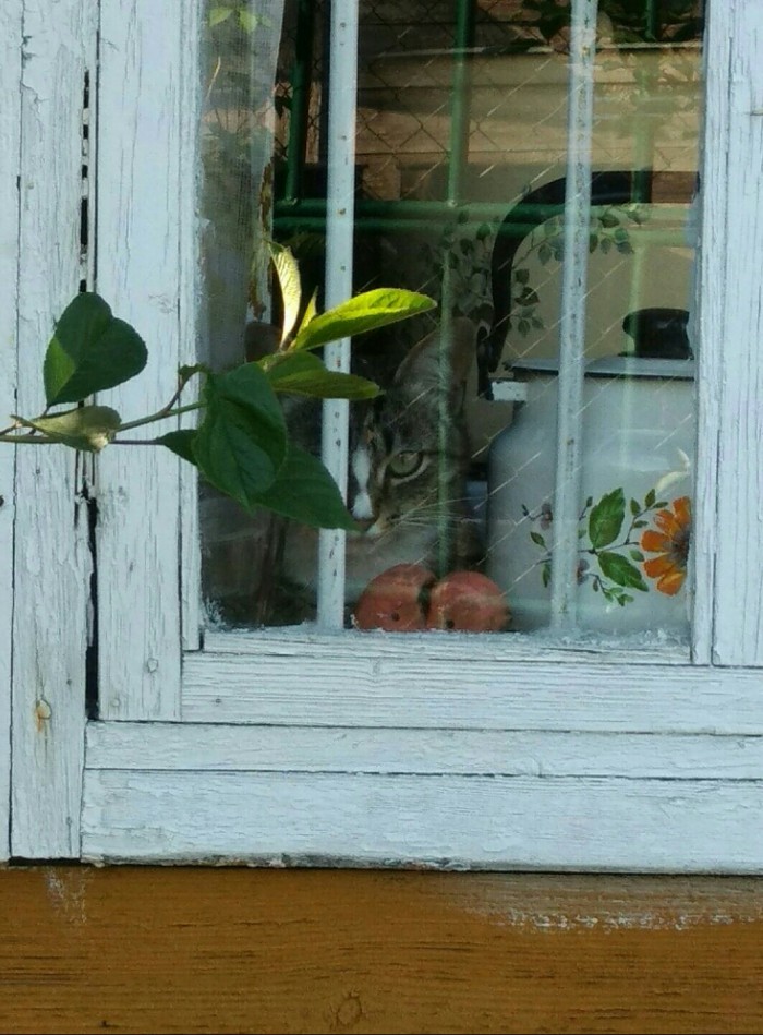 Котовторник! начнем? 04.06.19