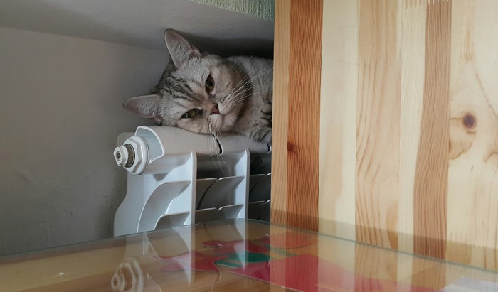 Кошки отдыхают