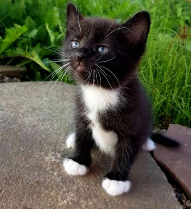 Забавные фото котеек