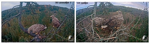 Гнездование Орлана-белохвоста