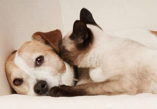 Уже не котовторник, но еще и не собакочетверг