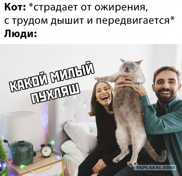Чудовищная пытка! Котика морят голодом,видео 21+!