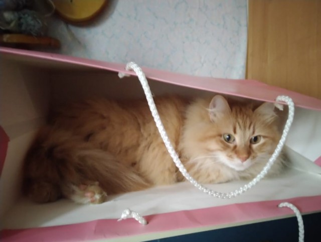 Дети притащили мелочь кошачью