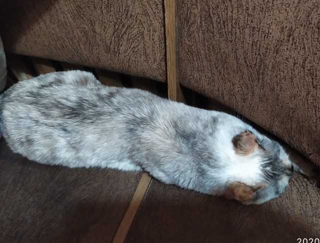 Ну, с котовторником!