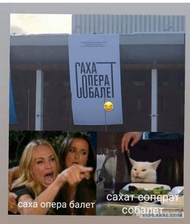 Прошёл целый год! А они всё орут на бедного котика