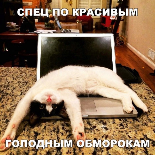 Смешные коты 18.08.20