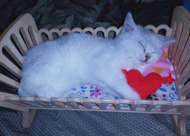 Котовторник?! Коты во вторник!