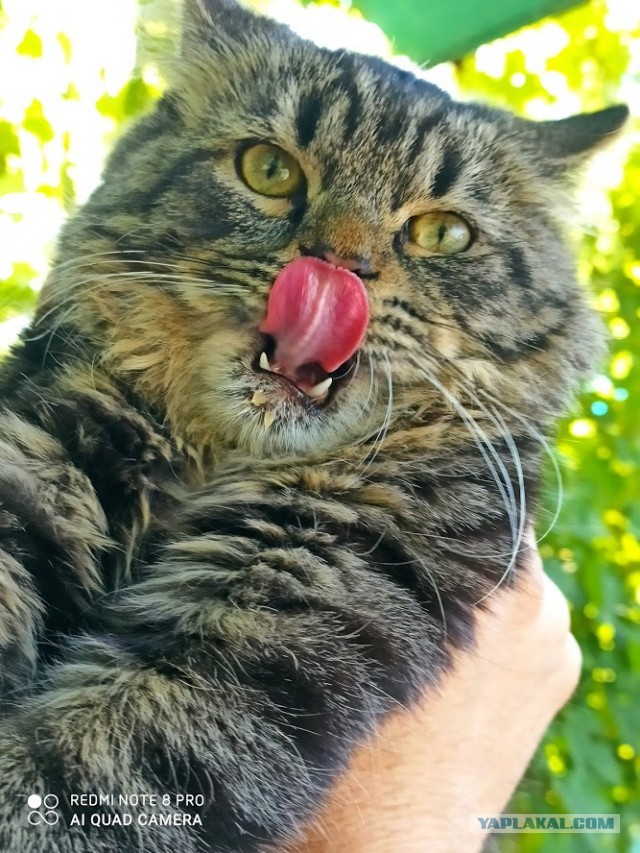 "Удоли!" Дурацкие фото котеек, которые они просили не показывать