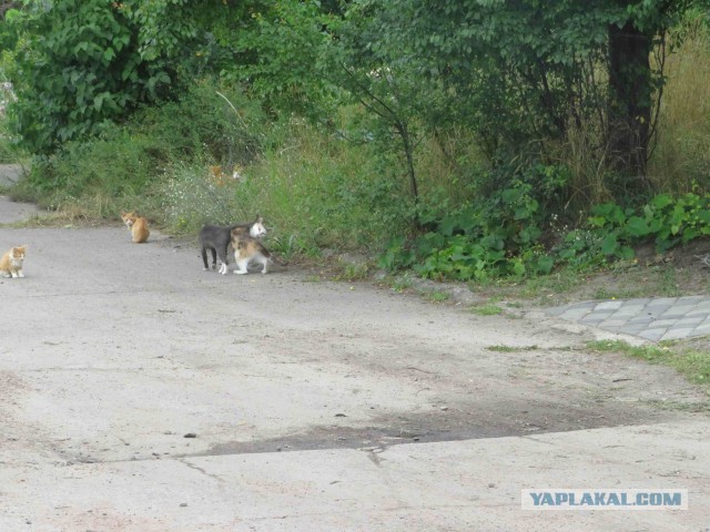Котовторник.