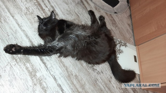 Котовторник 17.11.20