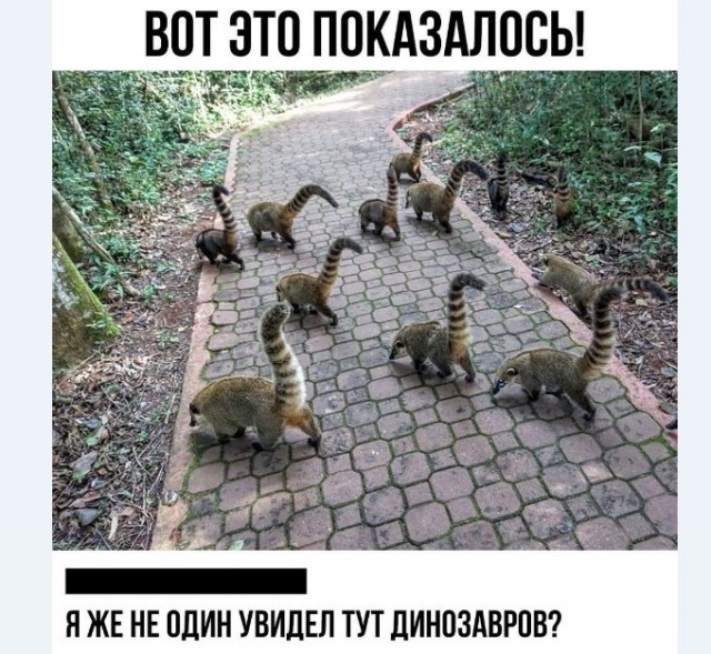 Немного разностей, шалостей и пушистостей