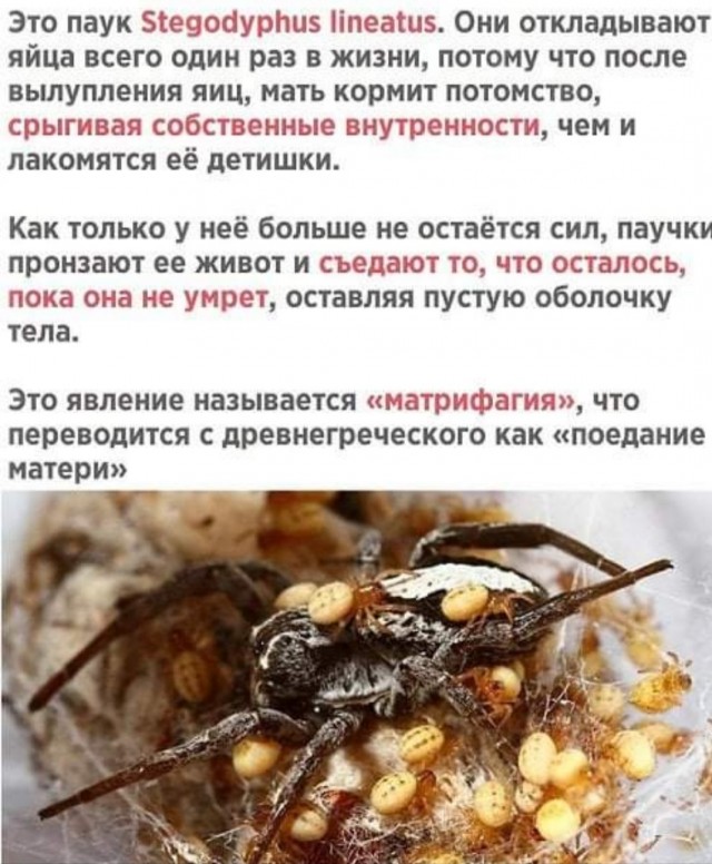 Бредзона 27.01.21