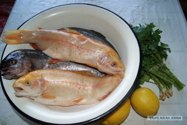 Все из рыбы!