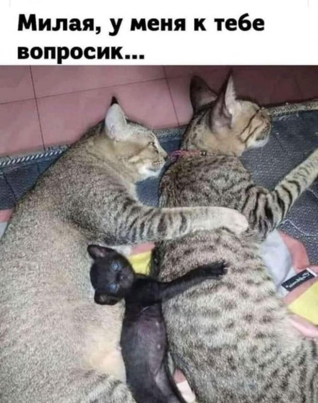 Картинки и мемы для настроения 008