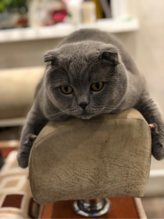 Погнали! С котовторником, други!