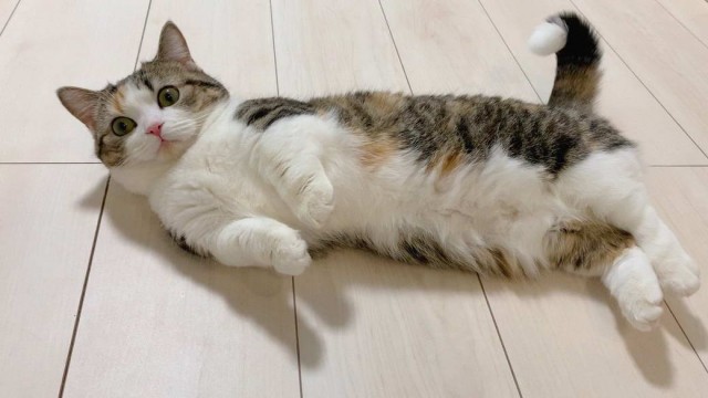 Разные котики