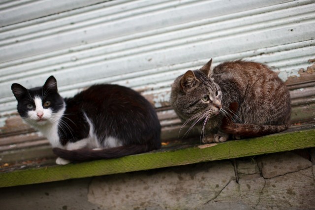 Котовторник 28.09.21