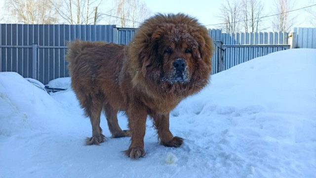 Кот Мейн-кун: царь домашних кошек!