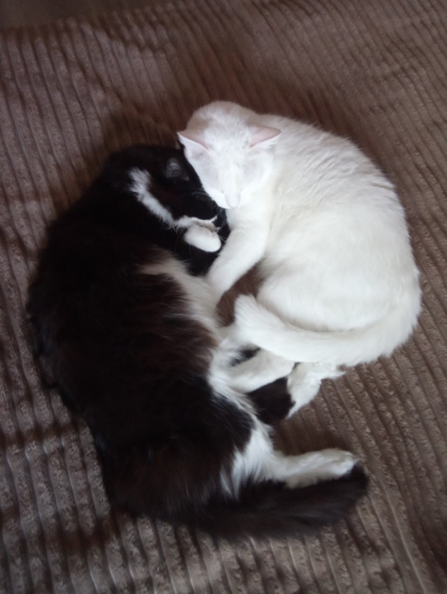 Вторник. Котэ. Пора