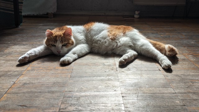 Котовторник. Февраль