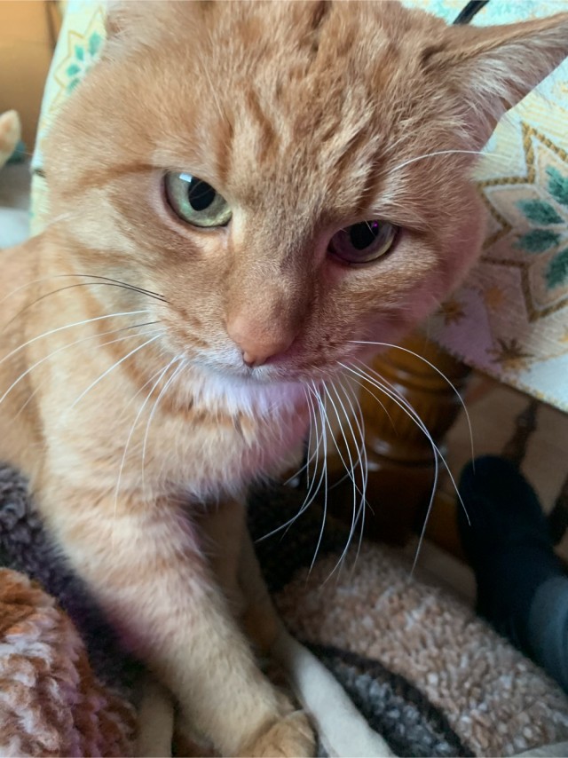 Не буду я ждать котовторника!