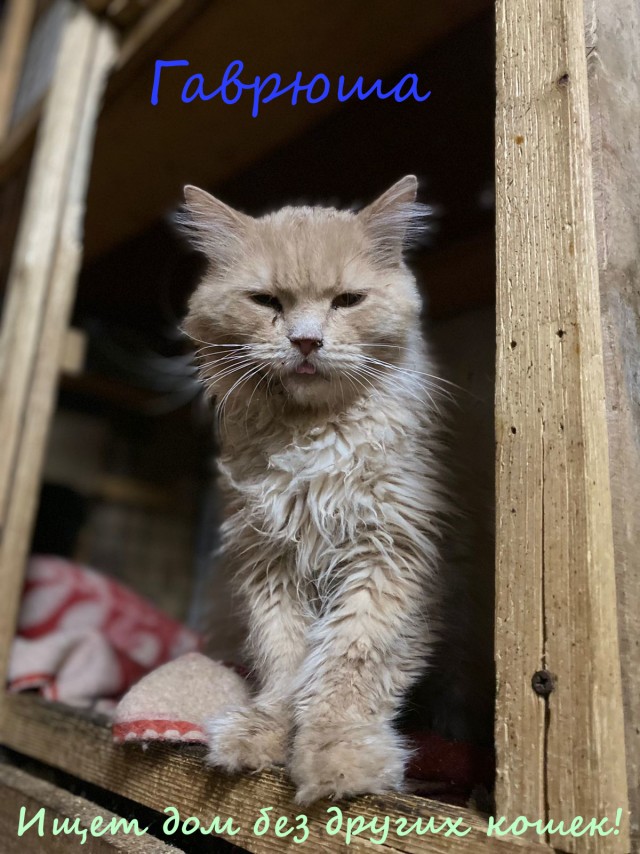 Жизнь домашнего приюта "Котоленд" 331