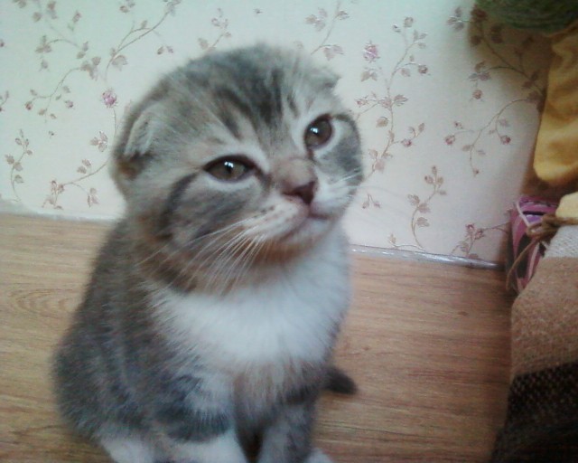 Котовторник. Немного сицилийских котов.