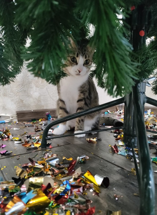 Даёшь котов в этот вторник!