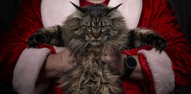 К котовторнику