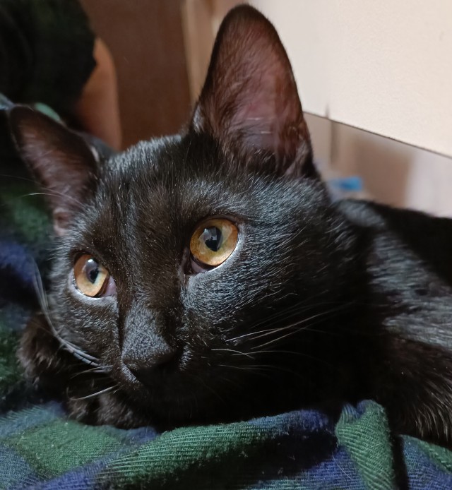 Чёрные коты не такие