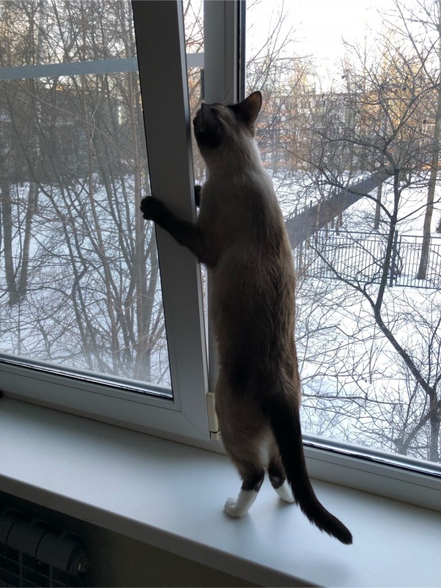 Чёрно-белые коти дождались Весну-красну