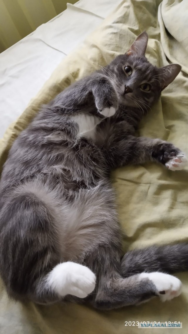 Начинаем котофторник?