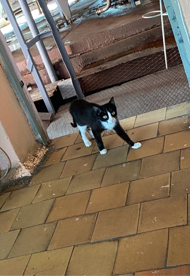 Коты на производстве