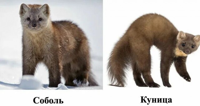 Вылазь, говорю!