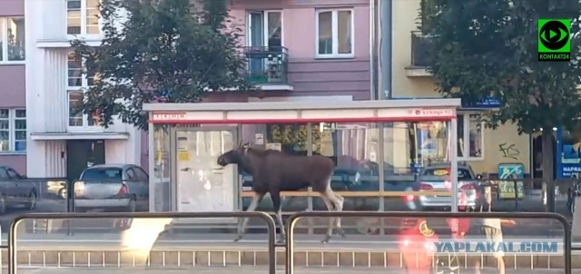 Больше не будет гладить лосей