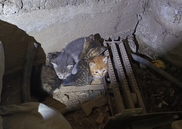 Подборка котов, нашедших свой дом