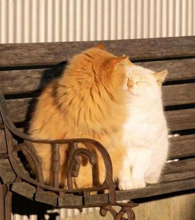 ФотоВинегрет