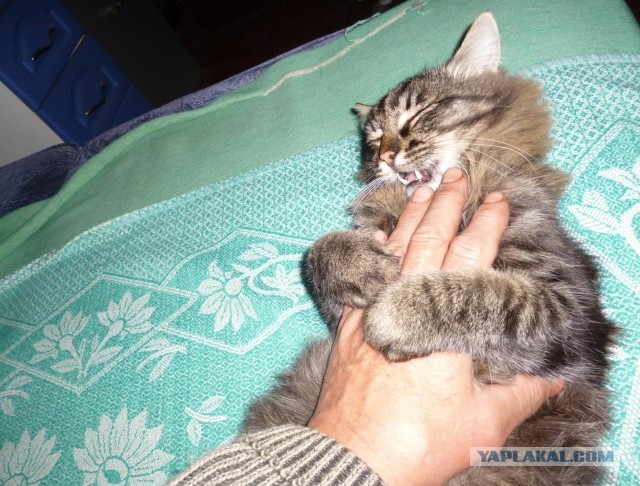 Котовторник 05/11/2024