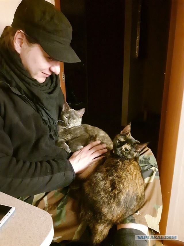 Вопрос кошатникам.