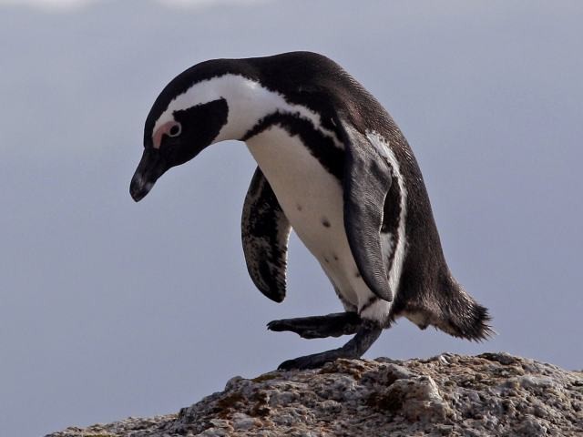 В крушении вертолёта виноват ... пингвин