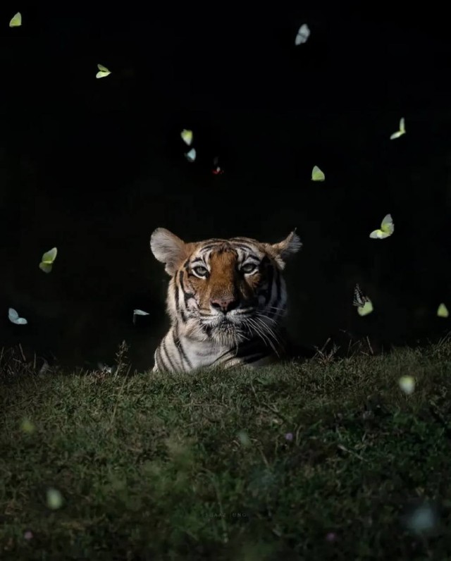 Фотограф Шааз Джанг недавно поделился захватывающим снимком тигрицы, окутанной роем бабочек в лесах Кабини, Индия.